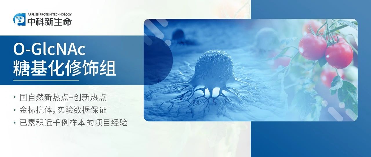 IF 40+顶刊宠儿？搭上O-GlcNAc糖基化快车，横扫肿瘤&作物两大领域！