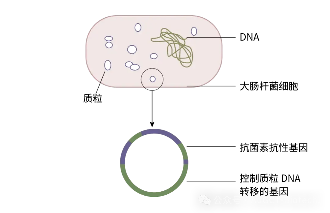 解决方案 | 精准快捷不再难！翌圣质粒全测序产品 “放大招”