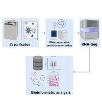 外泌体长链RNA测序分析服务