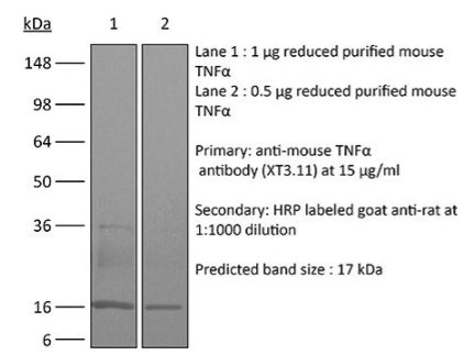 InVivoMAb抗小鼠TNFα-科研好货一网打尽