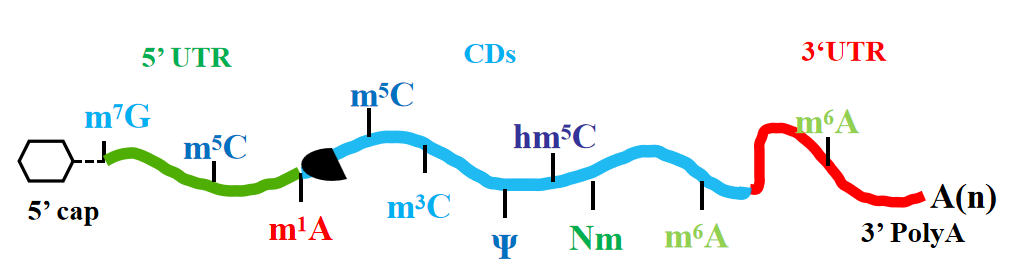 表观遗传系列干货4丨RNA甲基化如何改写生命剧本