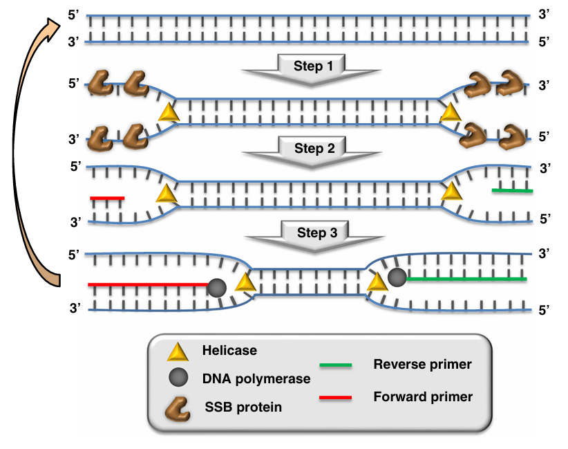 限量试用 | LAMP非特异性扩增克星来了！Tte UvrD Helicase让结果更纯净