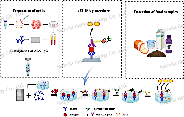 ELISA讲堂5：食品过敏原与安全相关靶点介绍