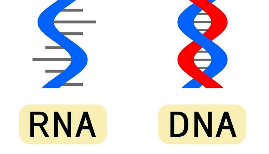 如何高效提取纯化核酸？