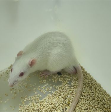 雨蛙素诱导急性胰腺炎模型