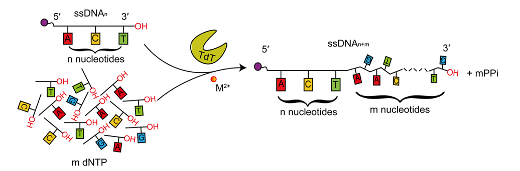 精品推荐 | 合成生物学新秀：末端脱氧核苷酸转移酶(TdT)