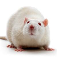 雌激素+孕激素诱导乳腺增生模型