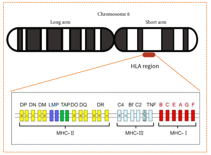 解锁免疫密码！HLA分型——精准医疗的“黄金钥匙”