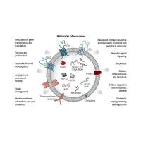 外泌体包裹雷公藤红素 Exosomes@Trip