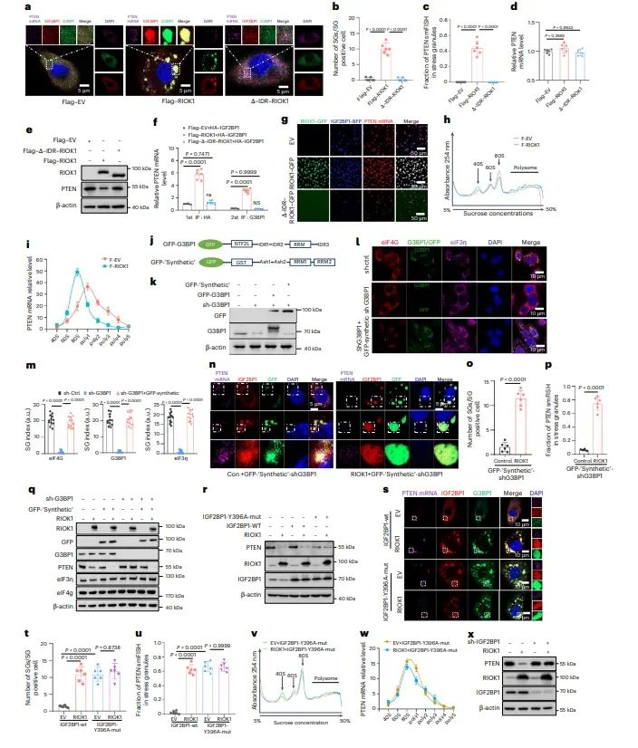 图4. RIOK1 LLPS 通过劫持应激颗粒中的PTEN mRNA 抑制PTEN翻译。