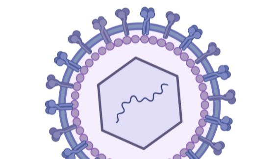「DIFF+」抗肠道病毒｜药物筛选与评价服务