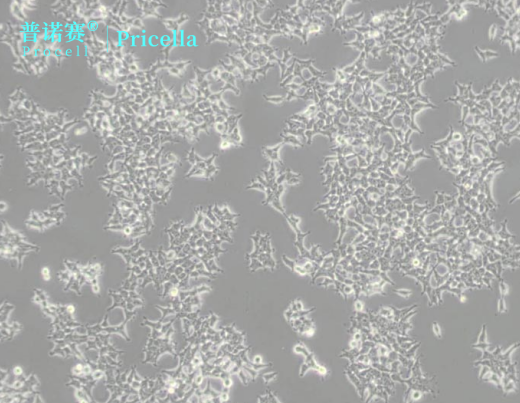 293T人胚肾细胞特性解析：高转染效率与基因表达稳定性详解