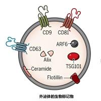 外泌体包裹si-SALL4-B和沙利度胺 Exosomes@TDD/si-SALL4-B