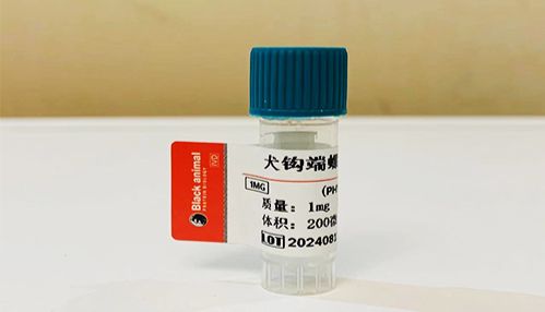 犬钩端螺旋体抗体类型、产生机制、检测方法及应用