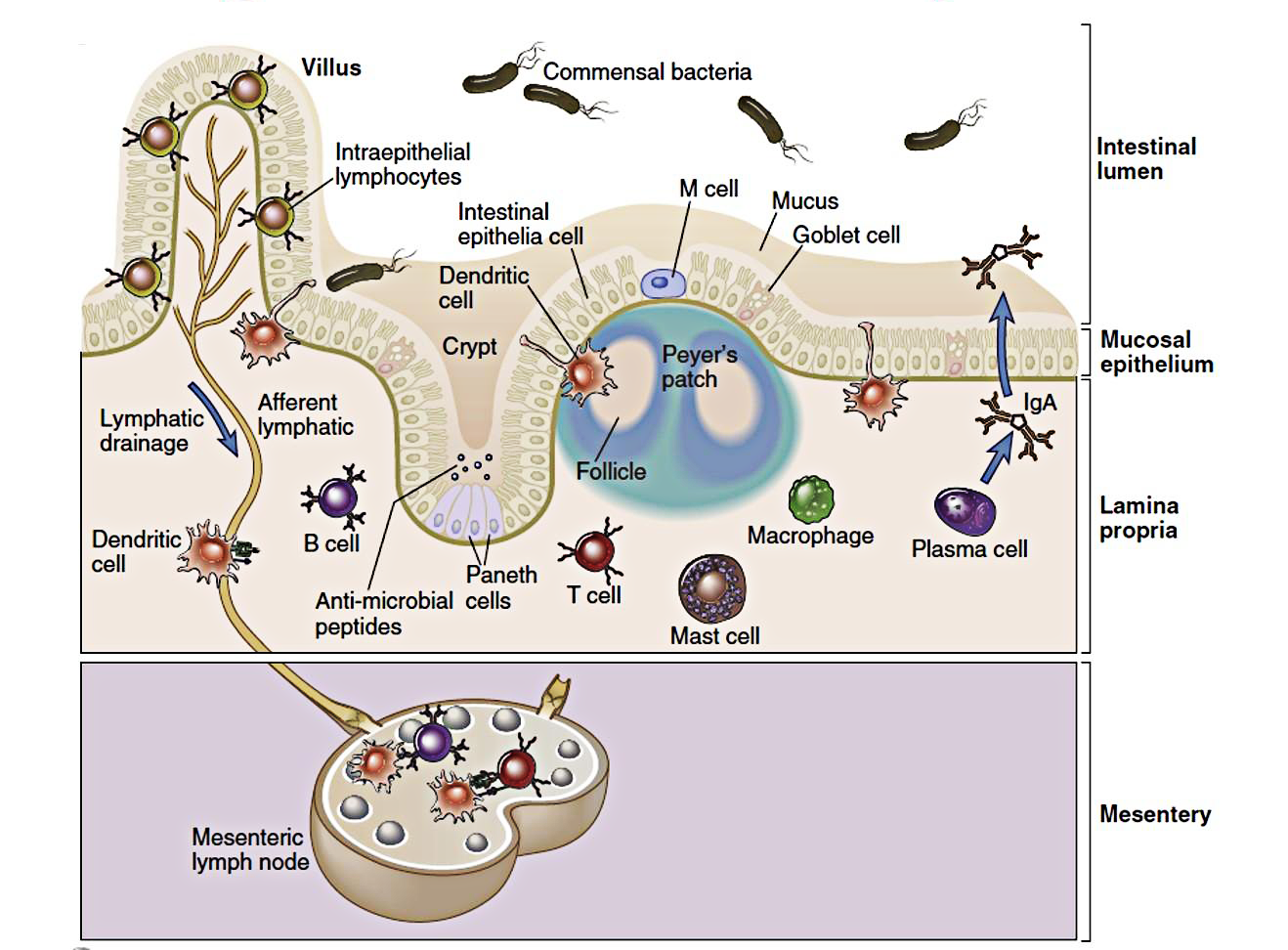ELISA讲堂6：胃肠病学相关靶点介绍