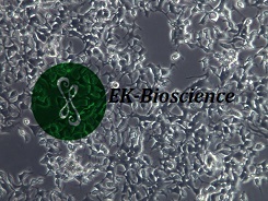 c666-1细胞特性货期价格