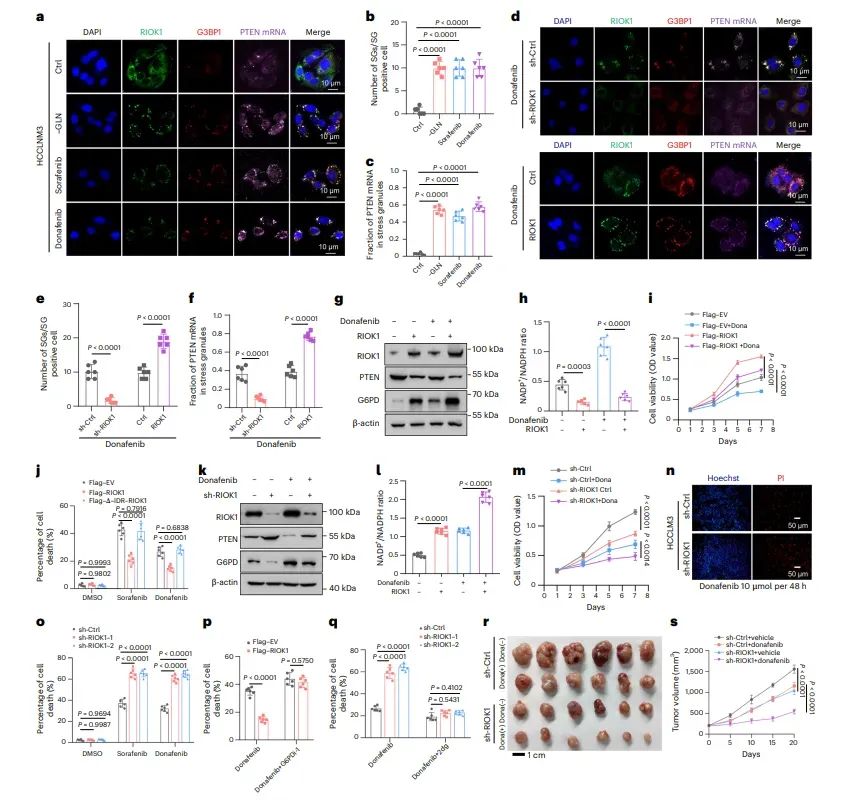 图6.RIOK1 缺失增强 TKI 抗癌活性。