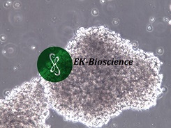 C8166细胞悬浮成团特点