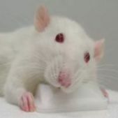 心肌缺血再灌注