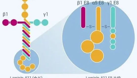 现货！！！iPS细胞培养利器—iMatrix-511 Laminin (层粘连蛋白)E8!