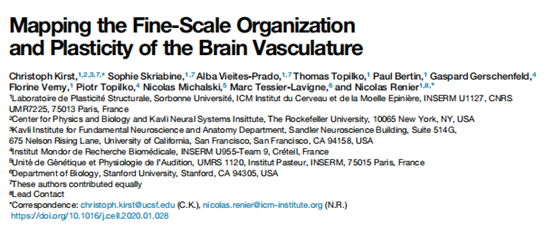 Cell丨组织透明化三维成像绘制全脑高分辨三维血管脑图谱