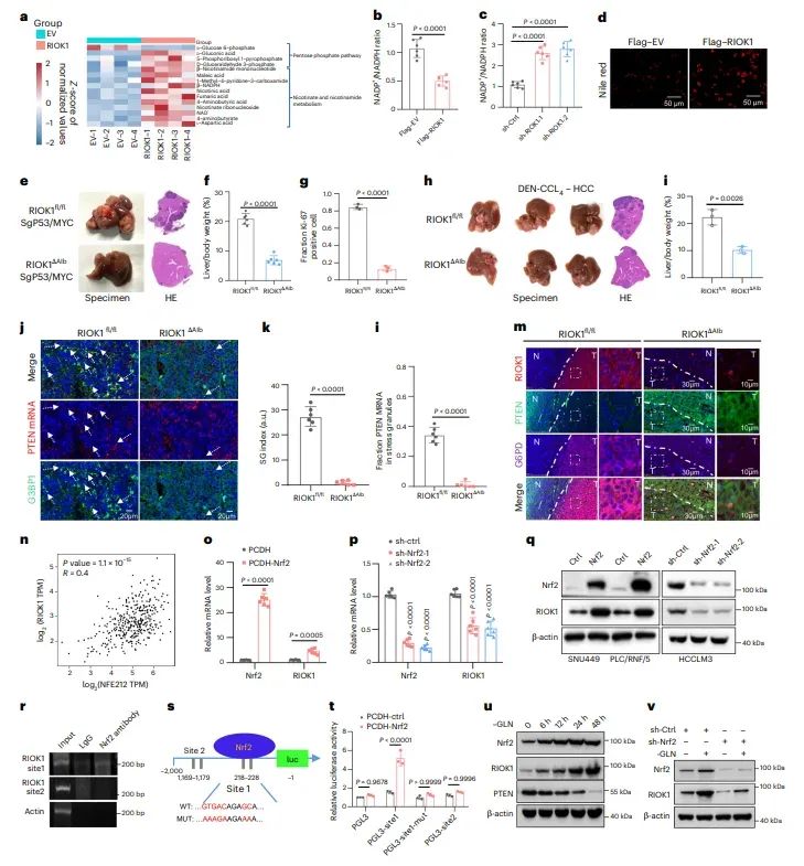 图5.RIOK1驱动磷酸戊糖途径并由 NRF2 转激活。