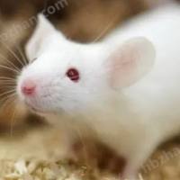 股骨头坏死大小鼠模型构建