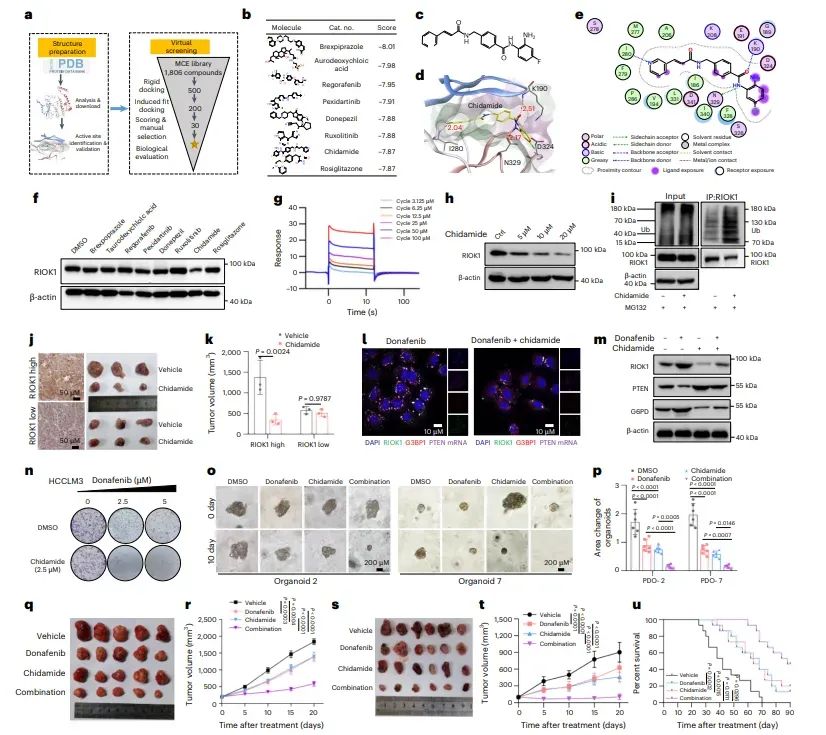 图7.Chidamide通过靶向 RIOK1 增强 TKI 治疗效果。