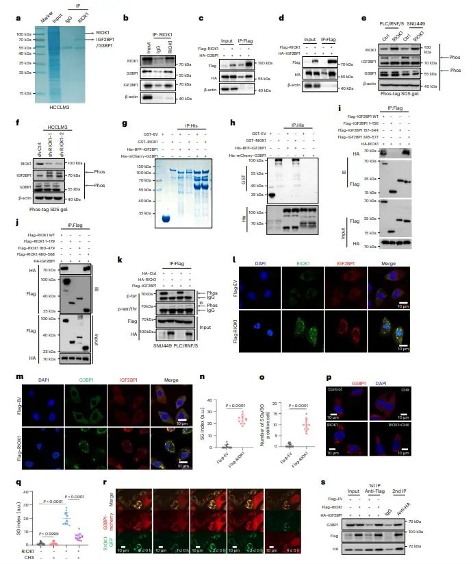 图2. RIOK1 促进IGF2BP1与G3BP1之间的相互作用以增强应激颗粒的组装。