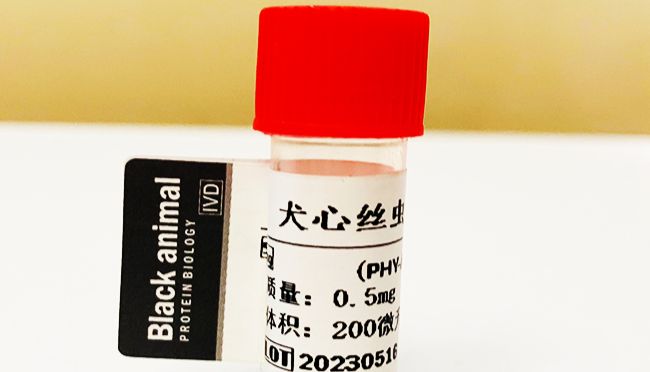 犬心丝虫（HMs）单克隆抗体的制备及应用