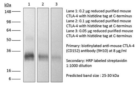 InVivoMAb抗鼠CTLA-4（CD152），超值优惠来袭！