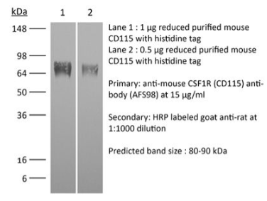 InVivoMAb抗鼠CSF1R（CD115）：品质与实惠同在！