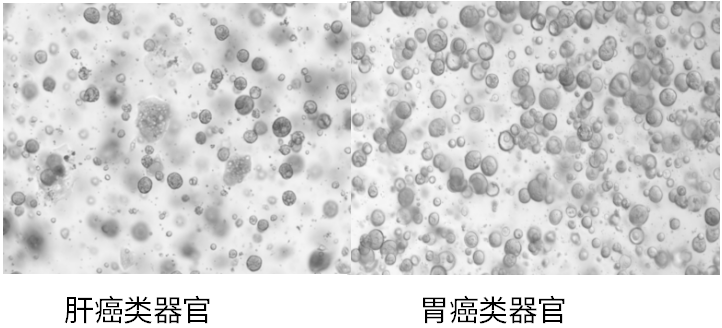 聚焦类器官（1）-类器官构建服务解读