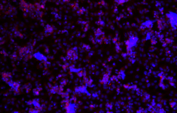 大鼠卵巢颗粒细胞