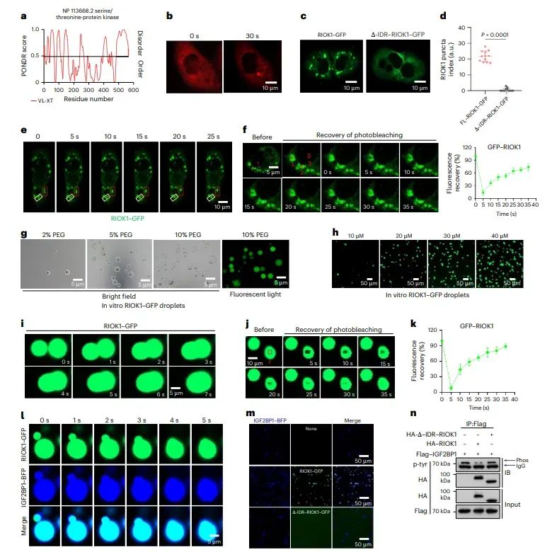 图 3.RIOK1 通过其羧基末端无序区域（IDR）发生液-液相分离（PPLS）。