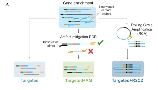 单细胞长读长靶向测序技术揭示卵巢癌转录组变异
