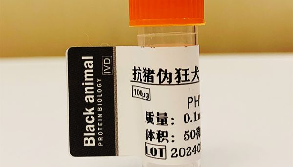 抗猪伪狂犬病毒GD/DB/gE单克隆抗体