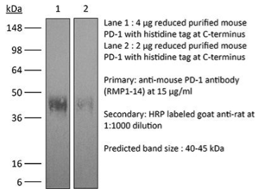InVivoMAb抗鼠PD-1（CD279）618超低价抢购！