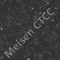 人永生化毛囊真皮乳头细胞-sv40Immortalized Hair Follicle Dermal Papilla Cells-SV40(IHFDPC-SV40)