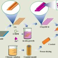 壳聚糖纳米颗粒包裹碱性成纤维细胞生长因子 CS NPs@bFGF