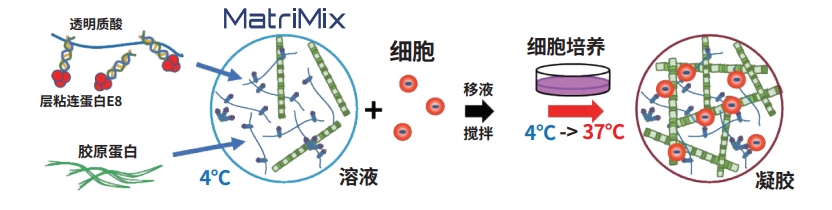 类器官时代即将来临？FDA宣布计划逐步淘汰动物实验并采用类器官等新技术！