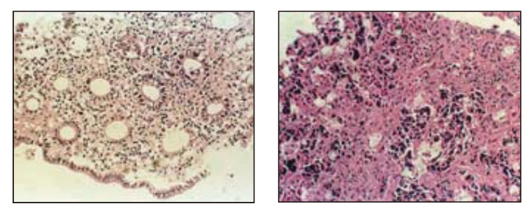 类器官时代即将来临？FDA宣布计划逐步淘汰动物实验并采用类器官等新技术！