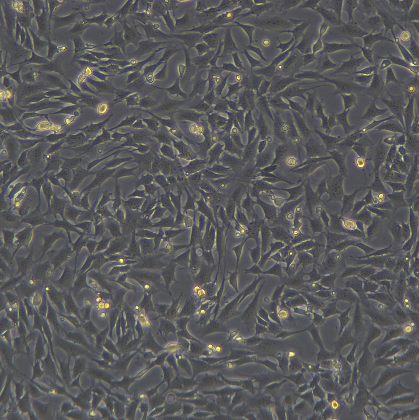 浙江（杭州）美森 小鼠主动脉血管平滑肌细胞 MOVAS