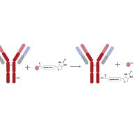Cy5荧光素标记试剂盒