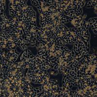 浙江美森-人结肠癌细胞 HCT116