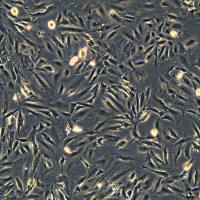 人肝永生化细胞THLE-2