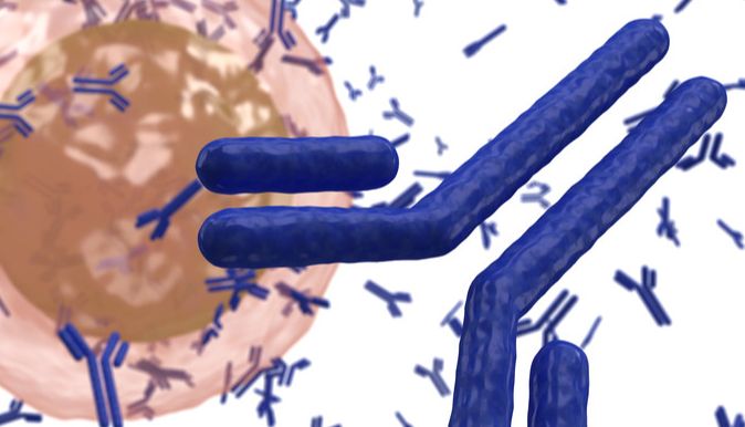 疏水层析在双特异性抗体纯化中的应用