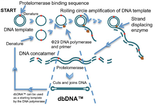 从“细菌工厂”到“酶促智造”：doggybone DNA如何改写质粒生产规则？