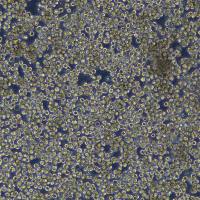 浙江（杭州）美森 小鼠T淋巴细胞CTLL-2