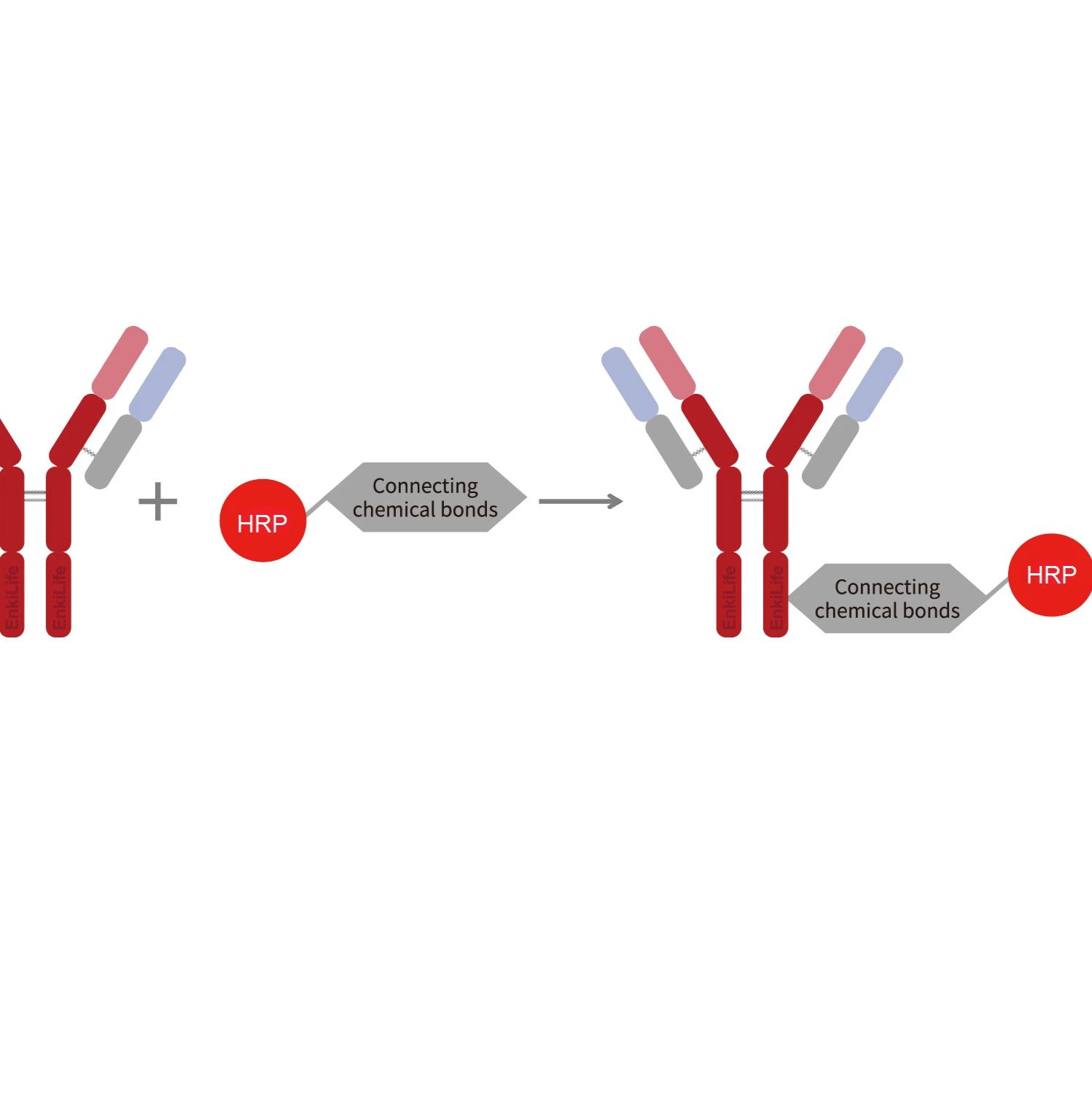 辣根过氧化物酶(HRP)抗体标记试剂盒
